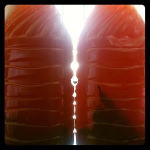 Gallon of Raw Soursop Leaf Tea